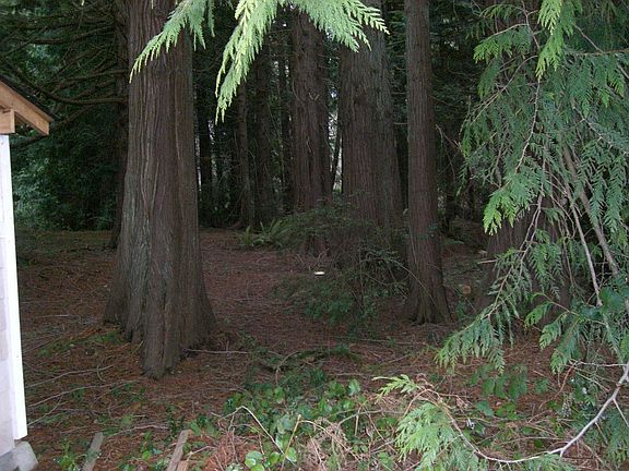 acre of cedar woods