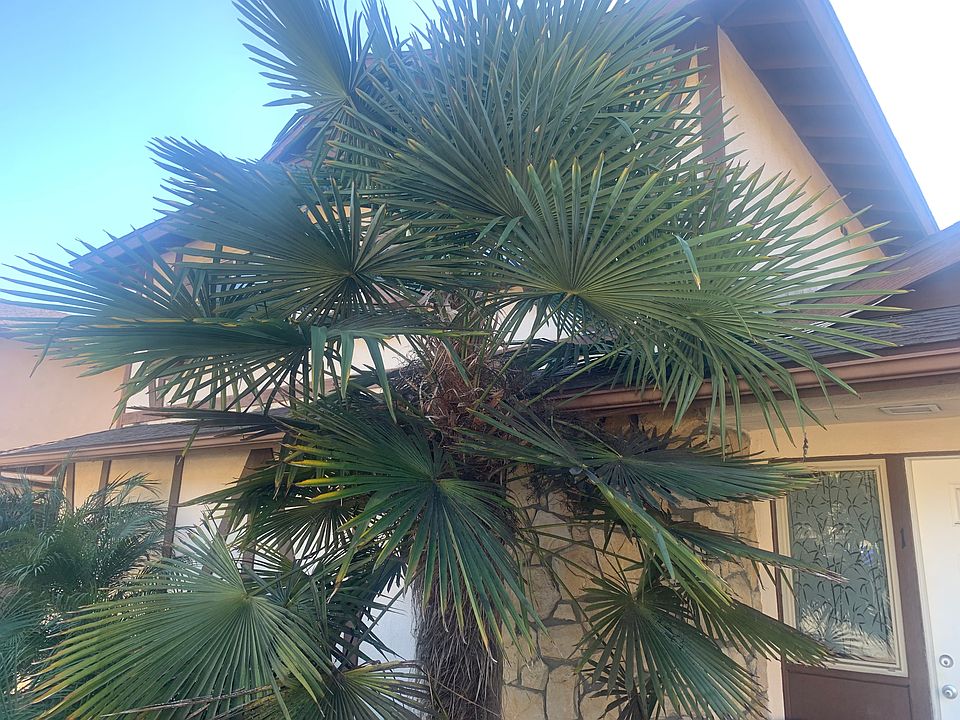 Large Palm-Tree in Front-Yard