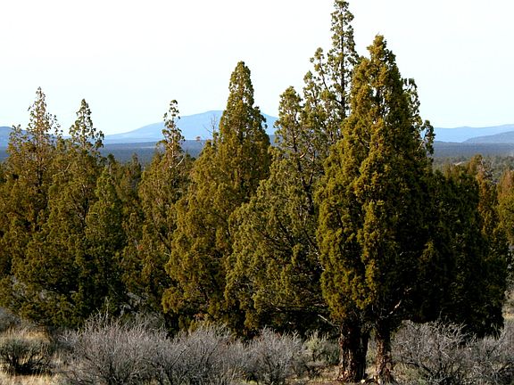 5th image of 0 SE Sequoia Ln