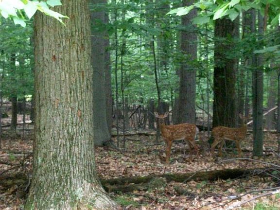 2nd image of Clipper Ct
