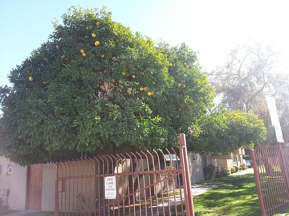 FRUIT TREES, RESORT LIKE 