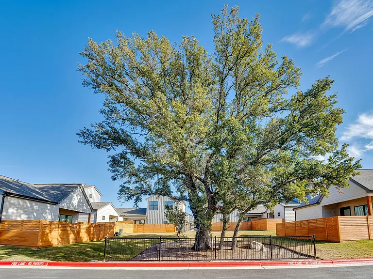 A tree with green leaves stands in front of a row of houses.