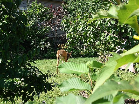 Deer enjoying garden