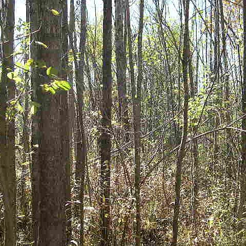 2nd image of Between Addresses 4123 And 4149 Willard Rd