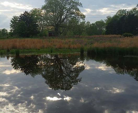 Back pond in pasture