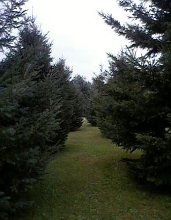 Trees along east side of driveway