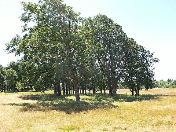 Grove of oak trees