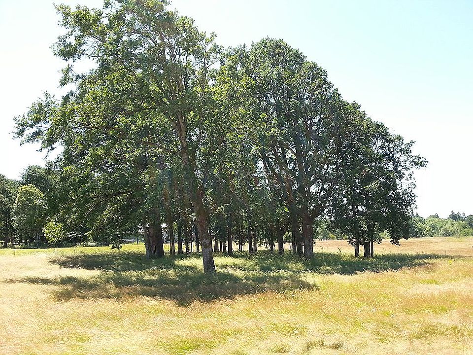 Grove of oak trees