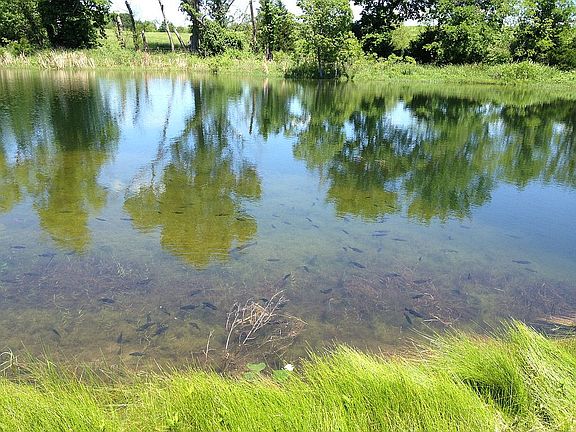 Beautiful spring fed pond. 