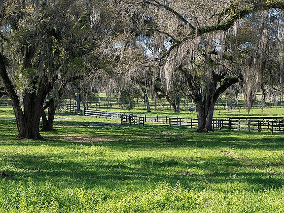 live oaks paddock