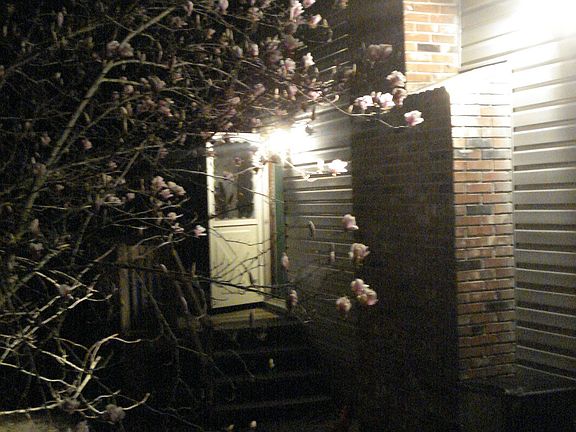 Magnolia At Night