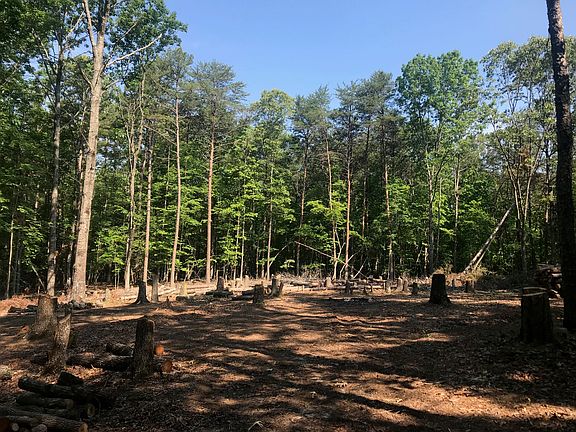 Homesite Clearing