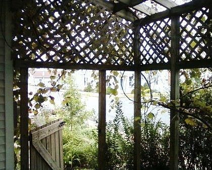 Grapevine Arbor