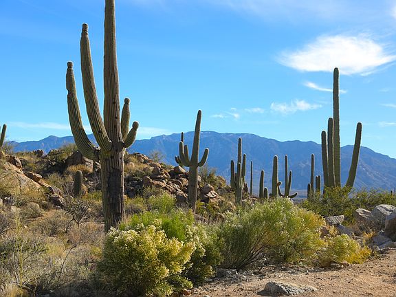 3rd image of 1777 Tortolita Mountain Cir #503
