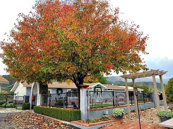 Fall Japanese Maple Tree