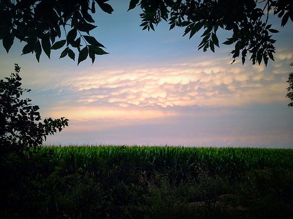 View out the back treeline