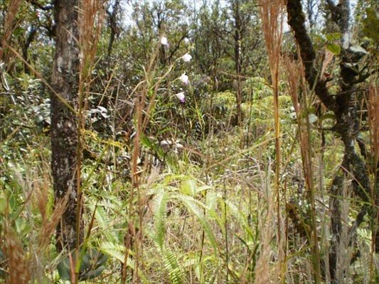 2nd image of Road 3 Hopue Lot 2979