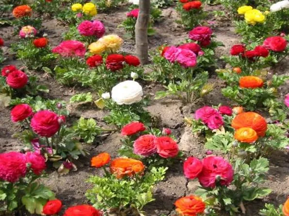 1235 Hathaway Dr Lot 5, Sycamore, IL 60178