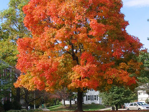 Maple tree front yard