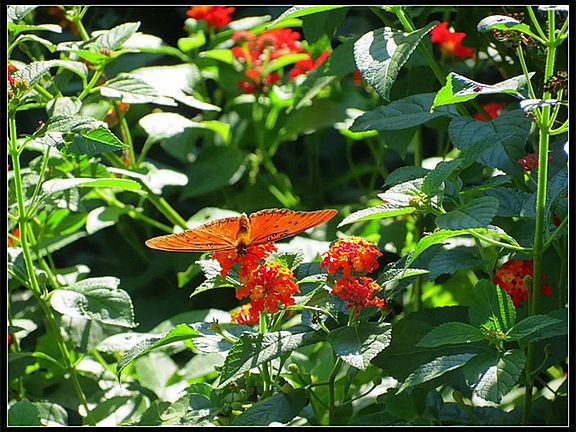 Beautiful butterflies in your front yard to greet you.