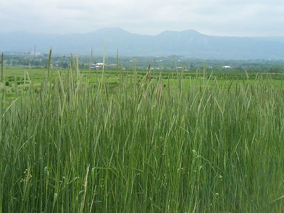 Open Space Nearby