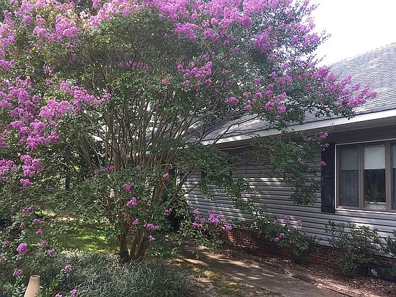 Crepe Myrtle in front yard 