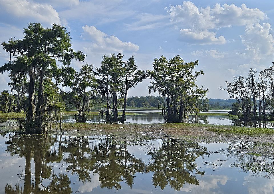 Tranquil view from patio