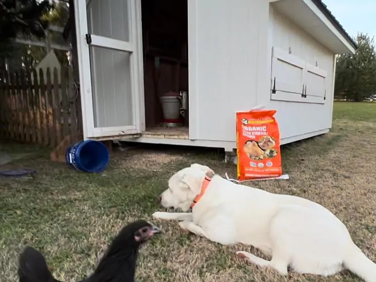 Dog and chicken not included. Bring your own