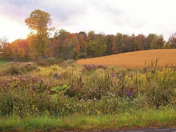 Arden Road stream bed