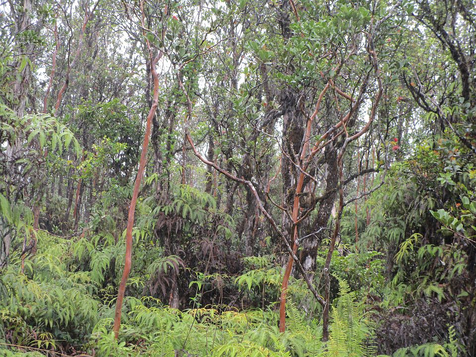2nd image of Kaleponi Rd Lot 60