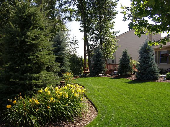 Beautiful Blue Spruces