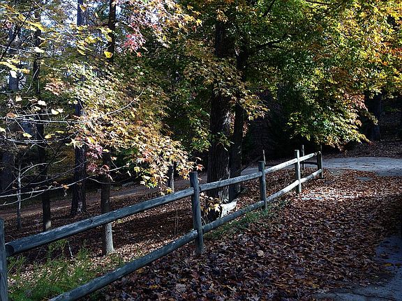 Fall Colors - Front Yard