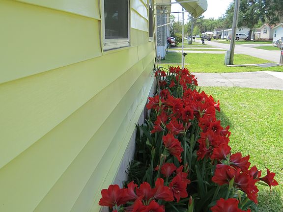 Amaryllis on Bass Ave side