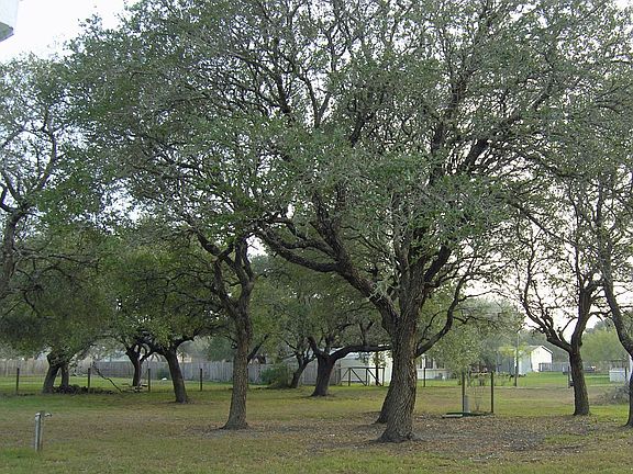 Oak Tree Covered Lot