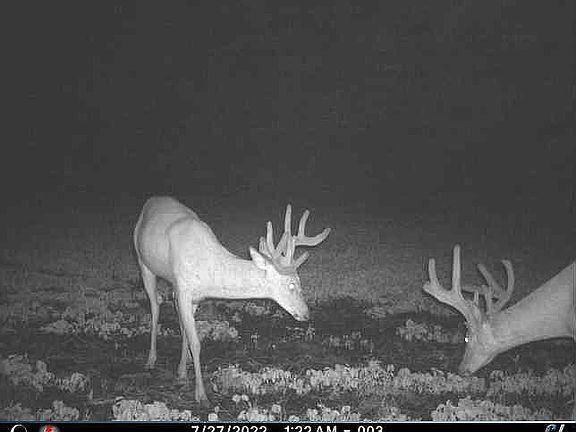2022 Trailcam Pics!!!