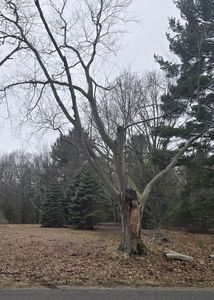 Nestrom Rd, Whitehall, MI, 49461