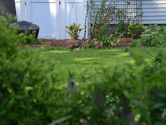 Hawk in yard
