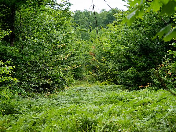5th image of Walker Rd NW