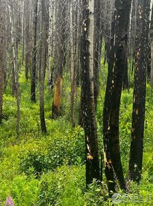 0 Old Ballard Logging Rd, Bellvue, CO, 80512