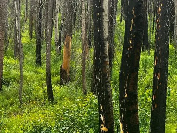0 Old Ballard Logging Rd, Bellvue, CO 80512