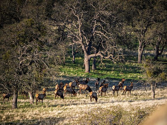 5th image of Sheeptrail Ct