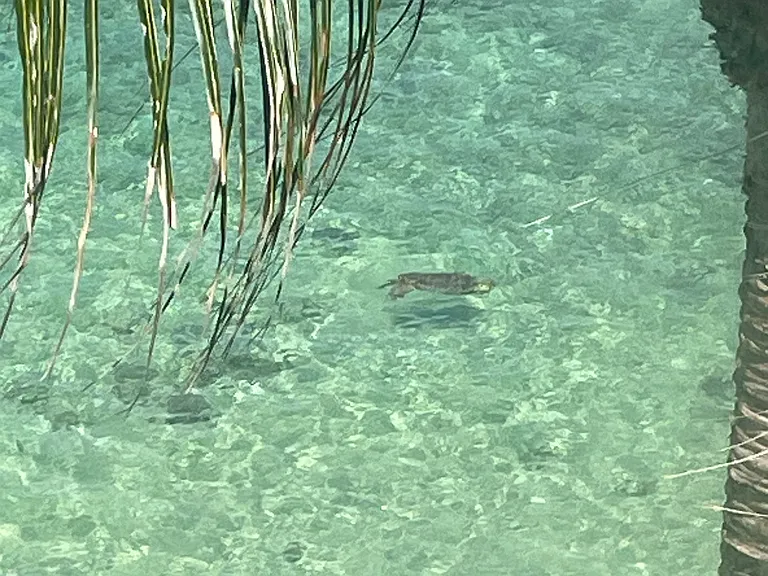Turtle swimming by that you see from your picture window
