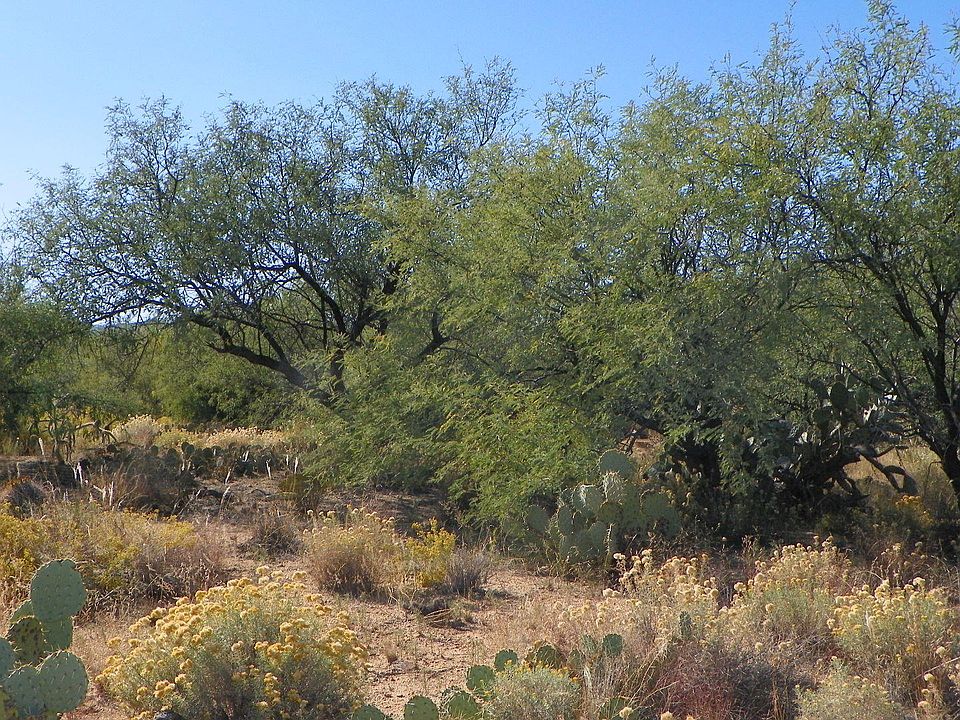 1st image of 16855 S Horse Hollow Trl #4