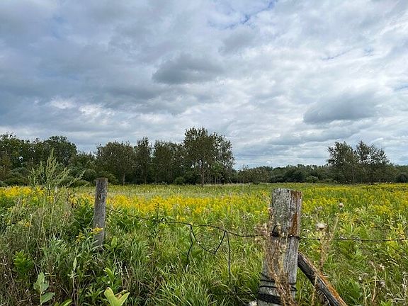 Deer Delight: Looking Southerly