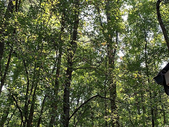 View of forest from back deck