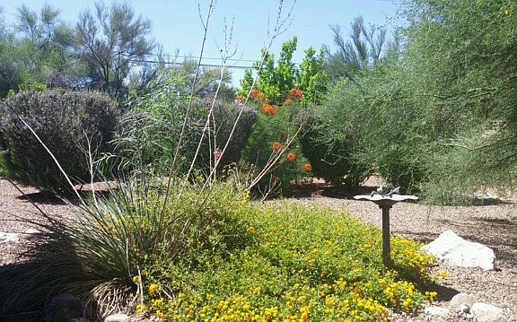 Lush, low care landscaping