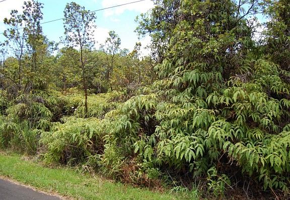 3rd image of 11-3283 Ohia #15