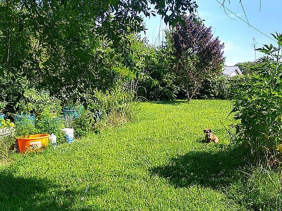 Large backyard
