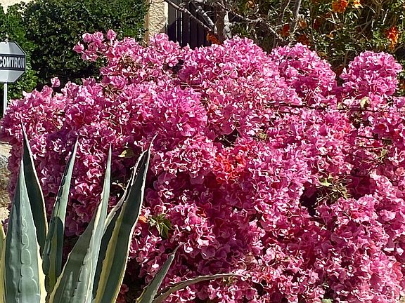 So many gorgeous desert colors to enjoy year round.
