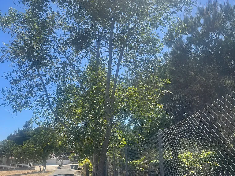 826 Birch Ave — Photo 6